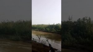 рыбалка на калаусе скора будут ище ролики светлоград