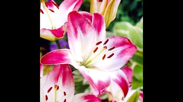 ПЛЕЯДЫ  ПОСЛАНИЕ ЧЕЛОВЕЧЕСТВУ 2020 Цивилизация Плеяд контактер: Luly