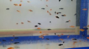 Как я развожу Черных меченосцев и с какой проблемой я столкнулся!