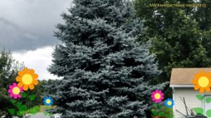 Ель колючая глаука. Краткий обзор, описание характеристик picea Glauka