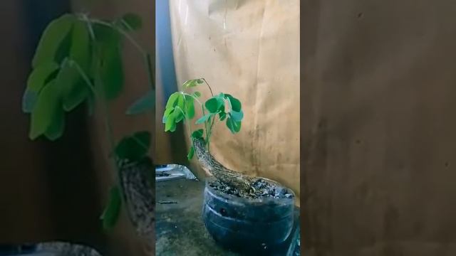 Acacia bonsai смотреть онлайн