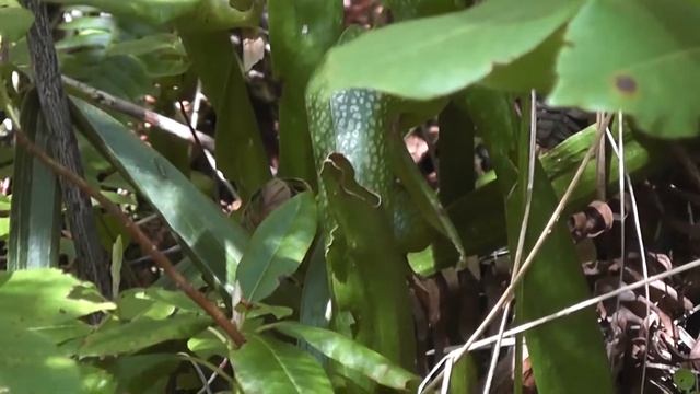 California pitcher plant (Darlingtonia californica), Myrtle Creek Trail, California, USA смотреть онлайн