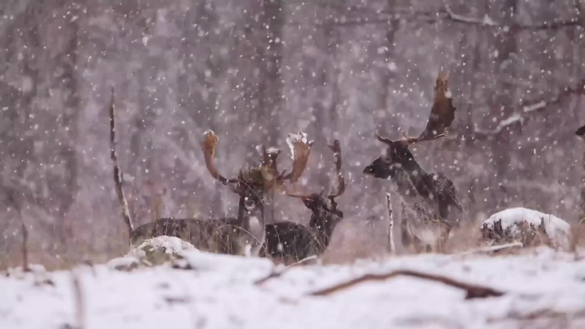 Музыка для сна - расслабляющая музыка, исцеляющая музыка, музыка, музыка для медитации, Relax Music!