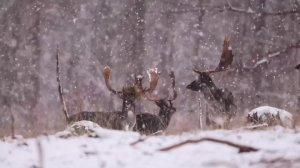 Музыка для сна - расслабляющая музыка, исцеляющая музыка, музыка, музыка для медитации, Relax music!