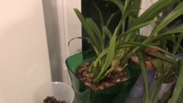 Мой папоротник ?в закрытой системе? смотреть онлайн