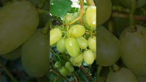 Виноград Калугина .Взлетная Полоса