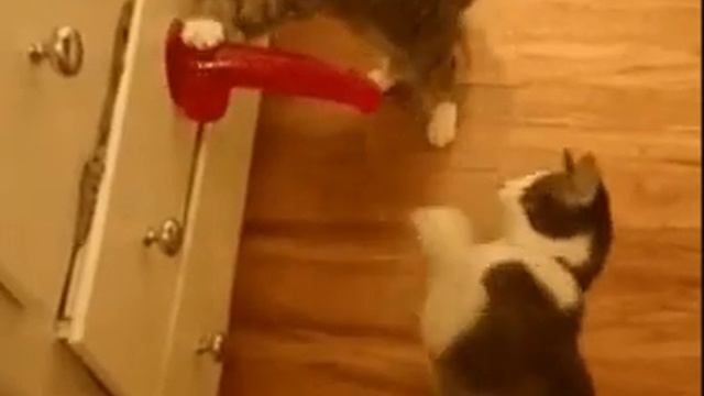 котята , кот играются , дерутся смотреть онлайн