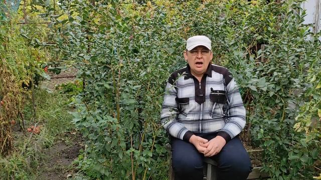 Болезни голубики и осенняя обработка.