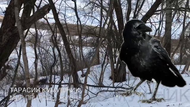 10 марта Тарасий Кумошник. Нельзя днём спать. Народные обычаи и поверья смотреть онлайн