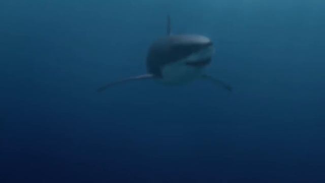 Косатка против Акулы. Косатка грозный хищник океана. смотреть онлайн