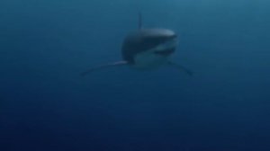 Косатка против Акулы. Косатка грозный хищник океана.