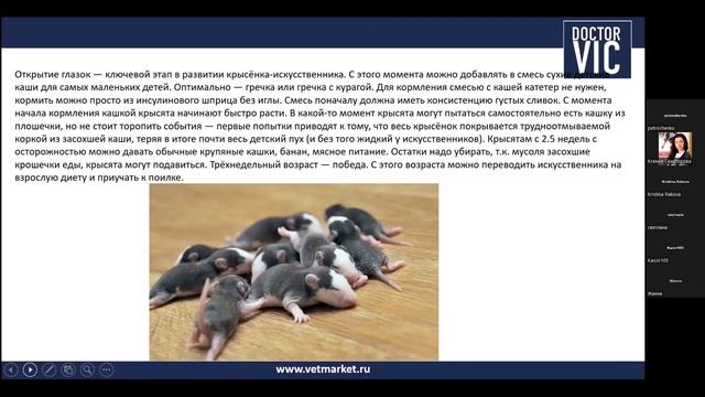 08.09.22 «Особенности кормления крыс на разных этапах жизни» смотреть онлайн