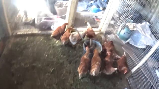 Молодки начали нестись смотреть онлайн