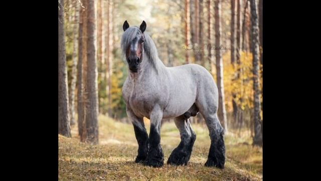 ?Horse-Show? 3-СЕЗОН 16-ВЫПУСК (ЛОШАДЬ БРАБАНСОН) смотреть онлайн