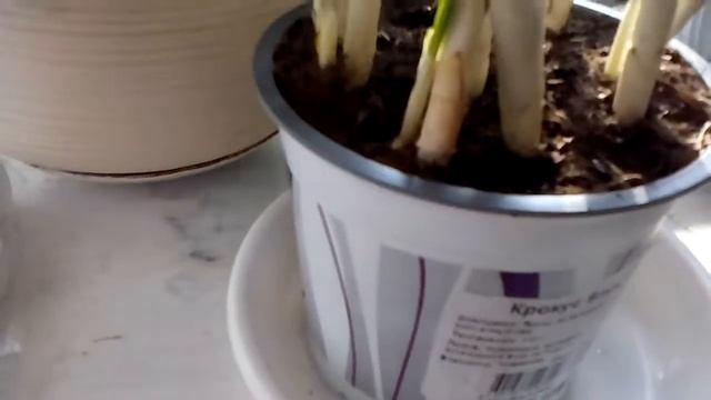 Как ухаживать за крокусами лук смотреть онлайн