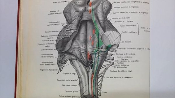 Четвертый желудочек, ромбовидная ямка.