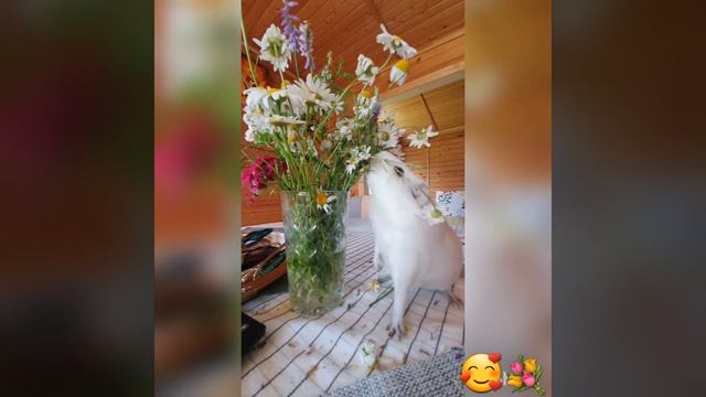 Морская свинка пищит. Звуки морских свинок. Guinea pig смотреть онлайн