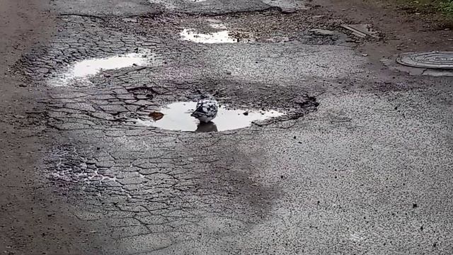 the pigeon takes a bath on the road.Голубь принимает ванну на дороге.Berdyansk Бердянск смотреть онлайн