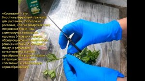 Цветущее-значит черенкуем! Чубушник! #зеленое черенкование чубушника #jasmine cuttings