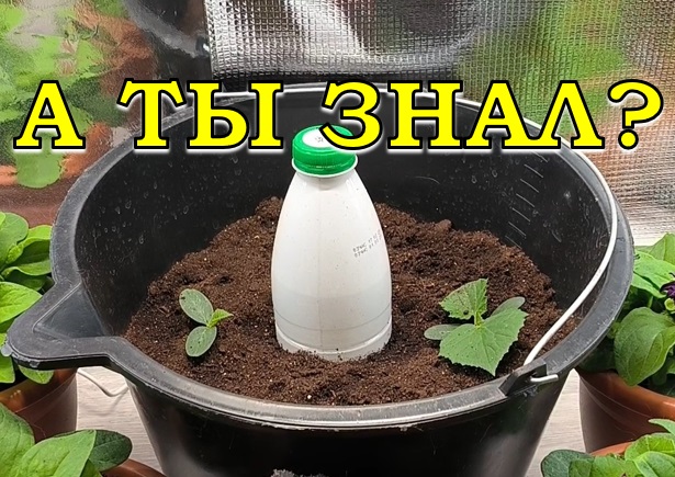 ОГУРЦЫ в ВЕДРАХ: сеем на ранний урожай СЕЙЧАС🥒🥒🥒 смотреть онлайн