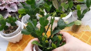 Прищипка,формирование Декабриста/шлюмбергеры/зигокактуса,рипсалидопсиса.мой опыт выращивания))