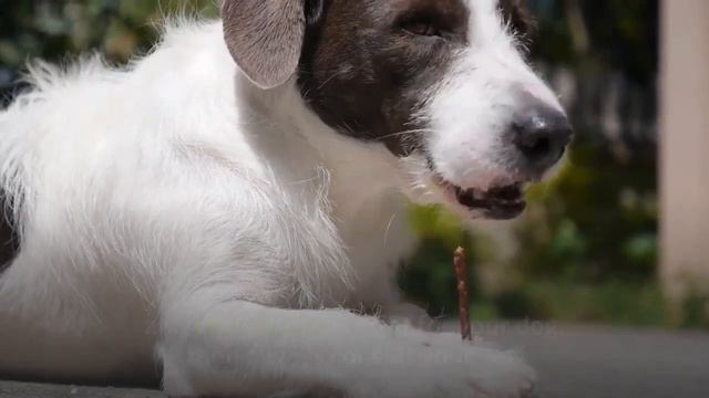 Jack Russell Chihuahua Mix Breed (Jack Chi): Is It A Suitable Breed For You?