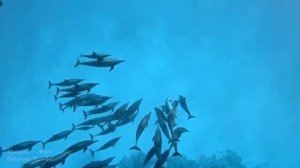 Пение дельфинов