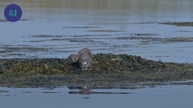 Growth and survival: tale of an otter family | AI смотреть онлайн
