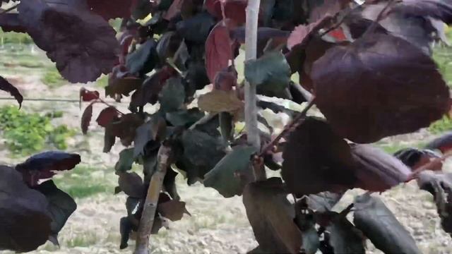 Фундук Трапезунд. Фундук краснолистный сорт Глория. смотреть онлайн