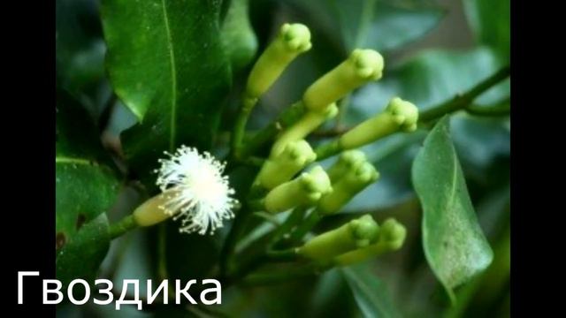 ЧАСТЬ 1. 5 САМЫХ РАСПРОСТРАНЕННЫХ СПЕЦИЙ смотреть онлайн