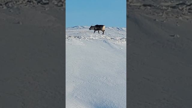 Заполярные олени очень красивые! смотреть онлайн