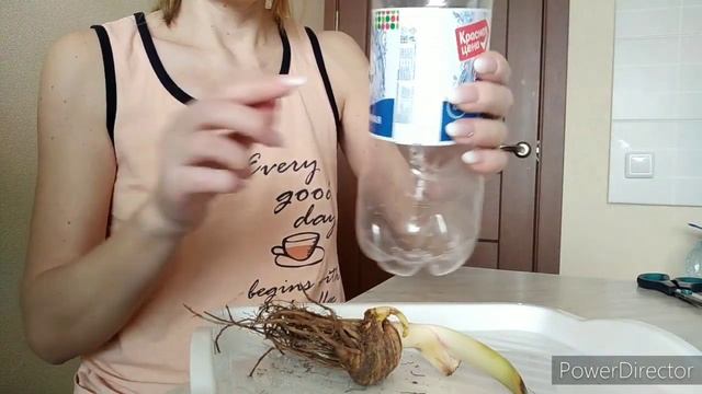 Ирис бородатый Чайна Дрэгон, Распаковка, обработка и посадка. 15.03.2021г. Агрохолдинг Поиск. смотреть онлайн