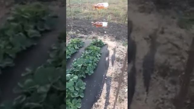 Ремонтантная клубника сорт Мурано. Высадка рассады конец июля смотреть онлайн