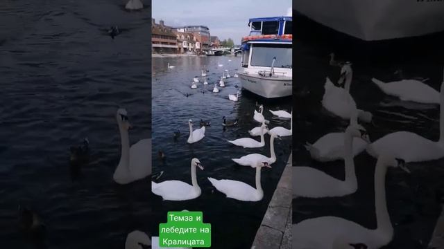 По река Темза в Уйндзор смотреть онлайн