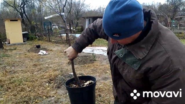 Посадка сада осенью! / Обрезка вишни смотреть онлайн