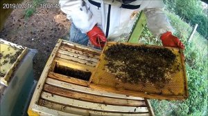 Пчеловодство.Исправление злой семьи.