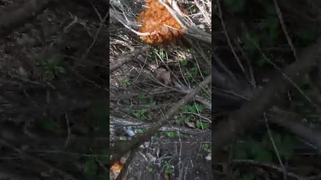 Можжевельник заболел ржавчиной. смотреть онлайн