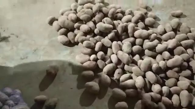Демонстрация сорта Ред Скарлет смотреть онлайн