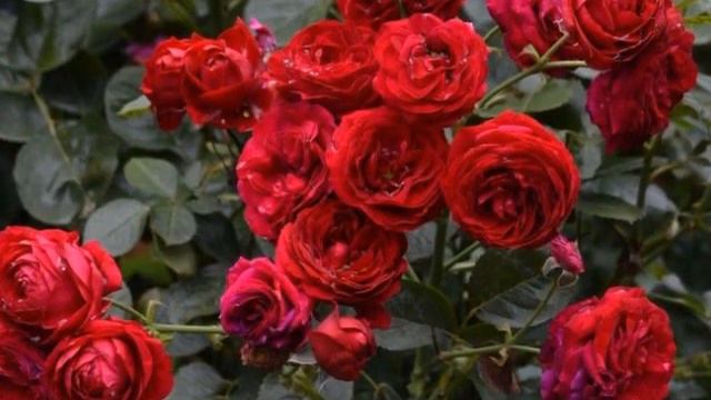 Large romantic Roses of Rosenheim