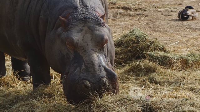 The Fascinating World Of Hippopotamus Reproduction. How Hippo Mating?