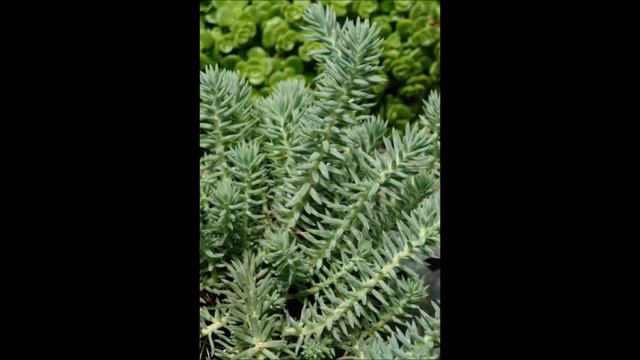 Sedum Reflexum