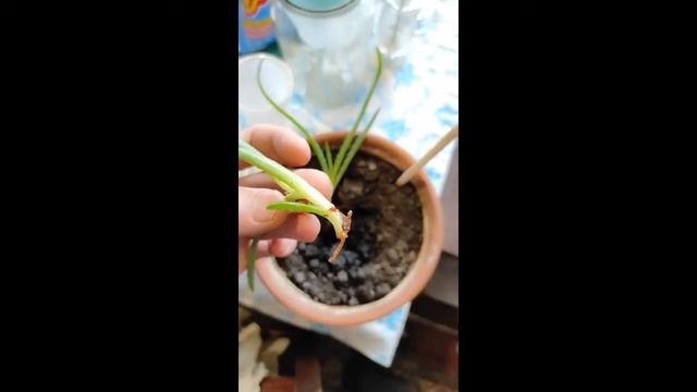 Сажаю Алое. Как посадить алое дома смотреть онлайн