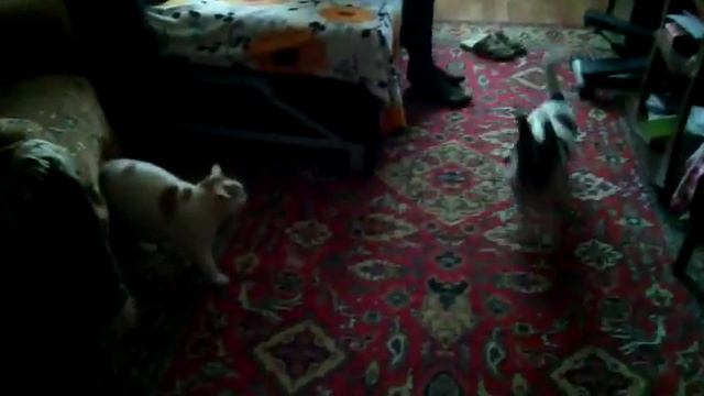The cat spits as pitarda Смешной кот стреляет плевком смотреть онлайн