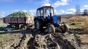 Белорусский трактор мтз 80 тянет в грязи повозку.