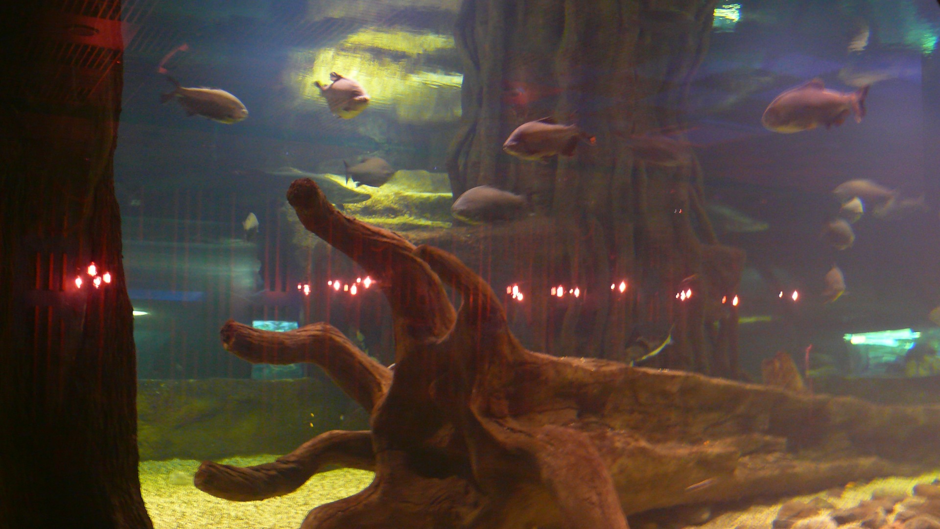 Москвариум на ВДНХ. Август месяц 2020 года. смотреть онлайн