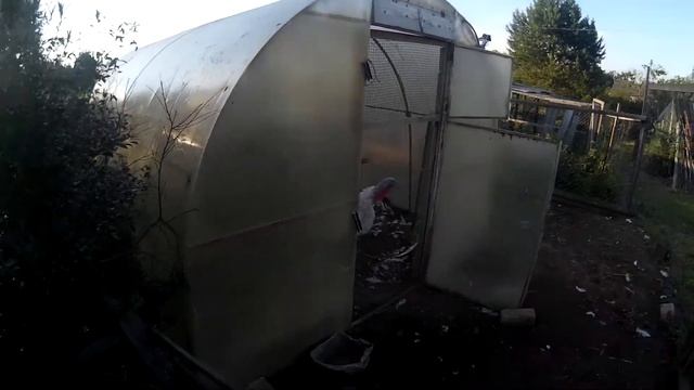Большие Индюки и Индюшки смотреть онлайн