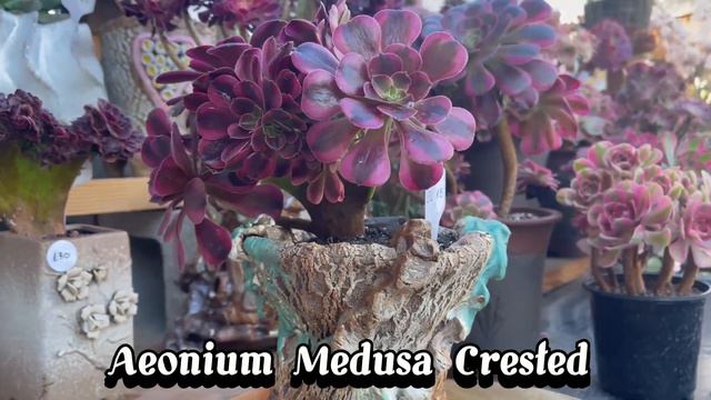 Korean Succulents For Sale ( 8/2/2023), Beautiful Aeonium.