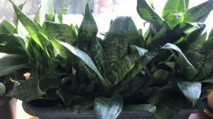 Сансевиерия Ханни зимой. Денежное дерево через неделю после "прищипки". Результатю