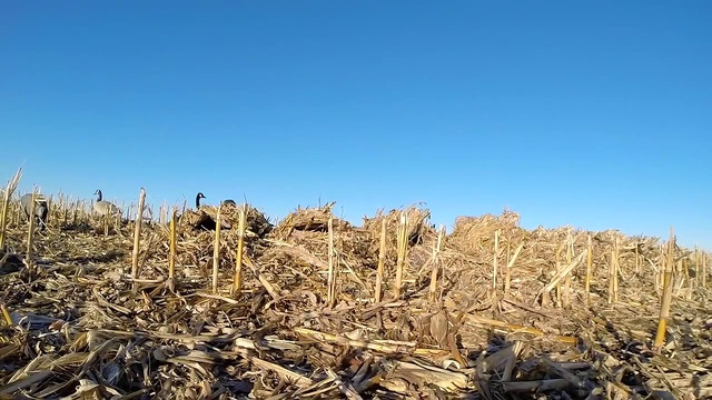 Гусиная охота в поле. Единственный налет, никто не ушел! смотреть онлайн
