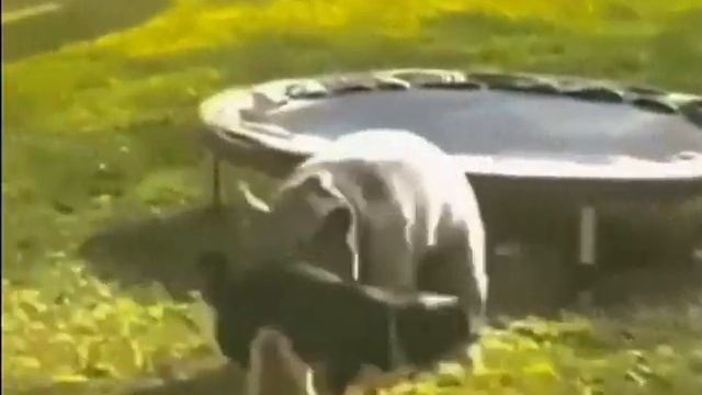как завести собаку с толчка #dog #funny #friends